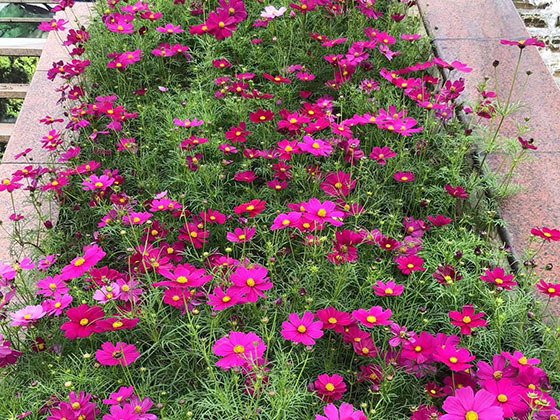 兰州永生花墙/鲜花,宾馆植物摆设租赁,打造有花和绿的环境
